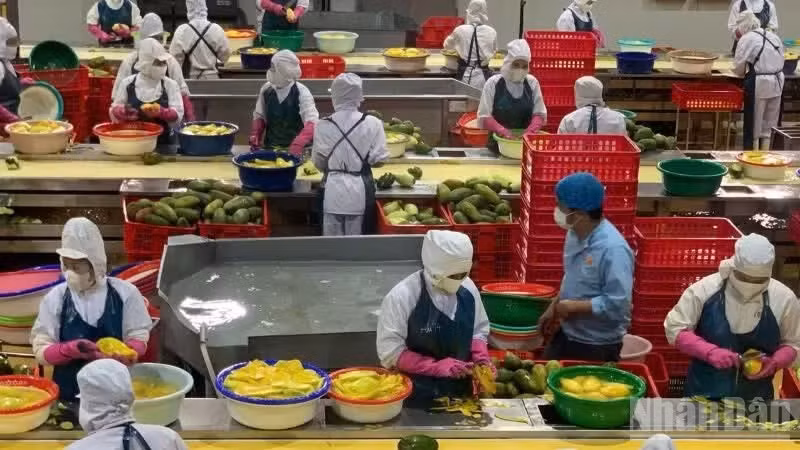 Sáu tháng đầu năm 2026, sản xuất nông nghiệp tiếp tục duy trì đà tăng trưởng ổn định.
