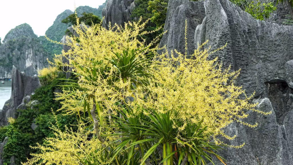 Hàng nghìn bông hoa nhỏ li ti kết thành chùm lớn, óng ánh như những dải pháo hoa vàng giữa nền lá xanh, kết tinh vẻ đẹp bền bỉ của loài cây đã chọn vách đá cheo leo làm nơi sinh trưởng.