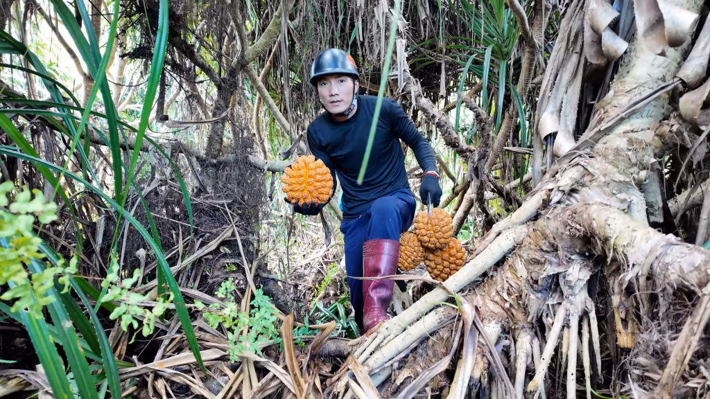 Để thu hoạch dứa dại, người dân phải men theo các triền đồi ven biển, nơi dứa mọc tự nhiên với những tán lá đầy gai nhọn.