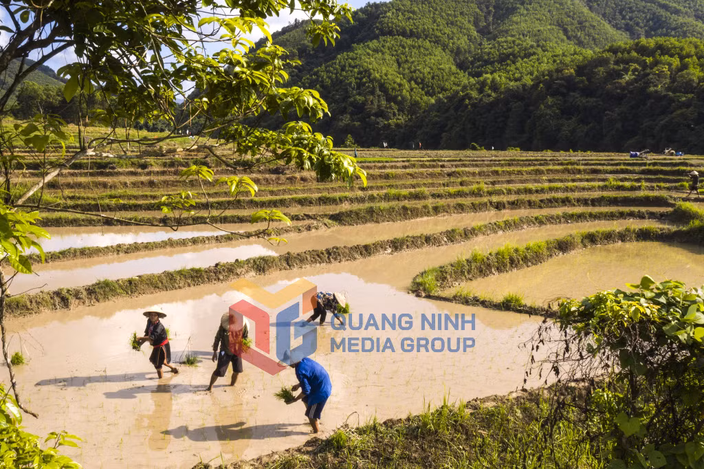 Mùa cấy (7-2022). Ảnh: Khánh Giang