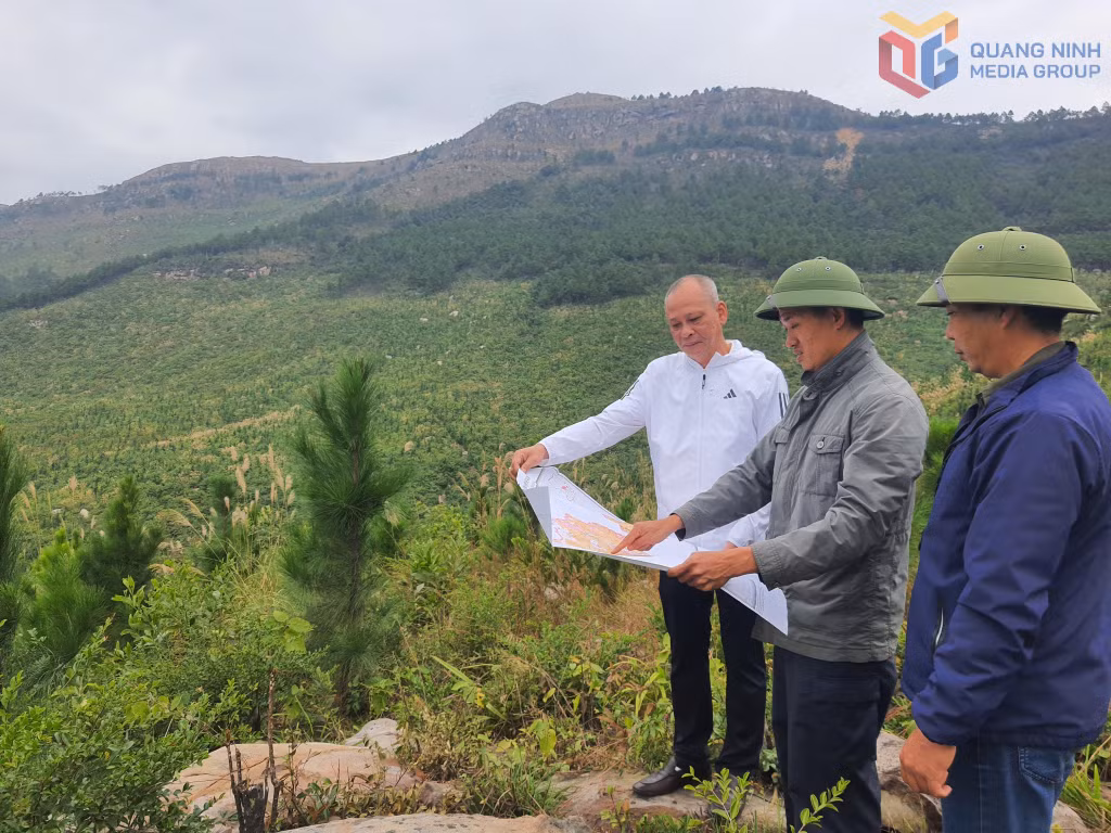 Lãnh đạo Công ty CP Thông Quảng Ninh kiểm tra diện tích trồng thông giống mới.