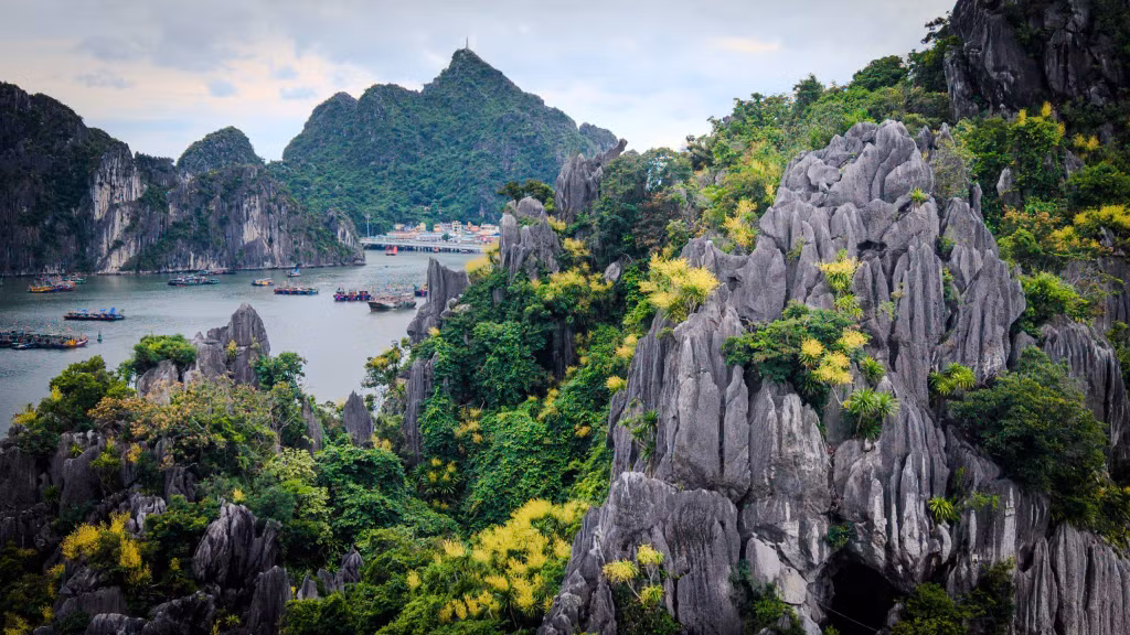 Giữa mùa hoa nở, Phát tài núi tô điểm cho vẻ đẹp kỳ vĩ của Di sản thiên nhiên thế giới Vịnh Hạ Long.