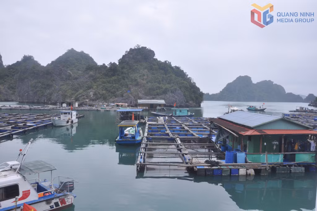 Vân Đồn có nhiều tiềm năng trong phát triển du lịch trải nghiệm các hoạt động nuôi trồng thủy sản của cư dân địa phương.