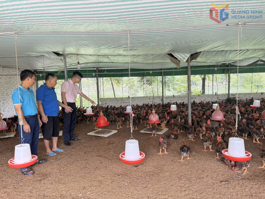 Nhờ nguồn vốn vay ưu đãi của Ngân hàng Chính sách xã hội, gia đình ông Bùi Văn Quế (phường Uông Bí) đầu tư mở rộng mô hình chăn nuôi gà, từng bước nâng cao thu nhập.