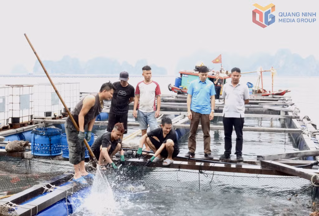 Đoàn công tác của Liên minh HTX tỉnh khảo sát, đánh giá hoạt động nuôi trồng thủy sản tại HTX Nuôi trồng thuỷ sản Phúc Nam.