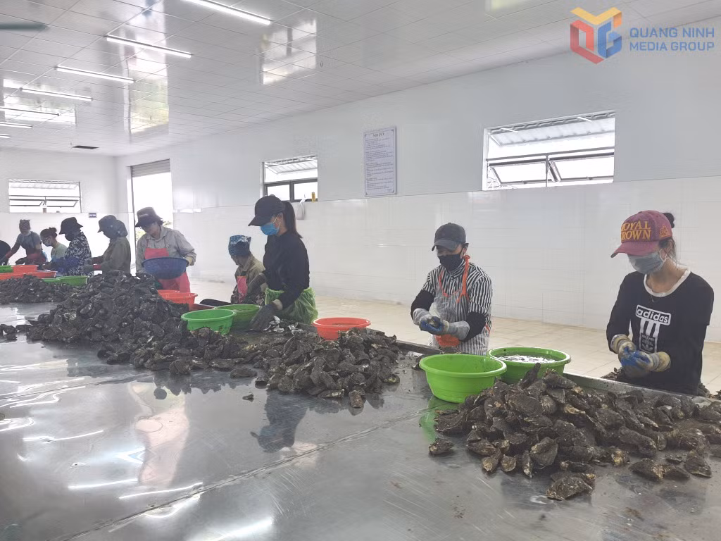 Sơ chế hàu ở Công ty CP SEAGOLD.