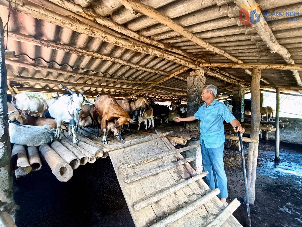 Mô hình chăn nuôi dê của ông Đặng Văn Ba (thôn Làng Mới, xã Ba Chẽ) cho hiệu quả kinh tế cao.
