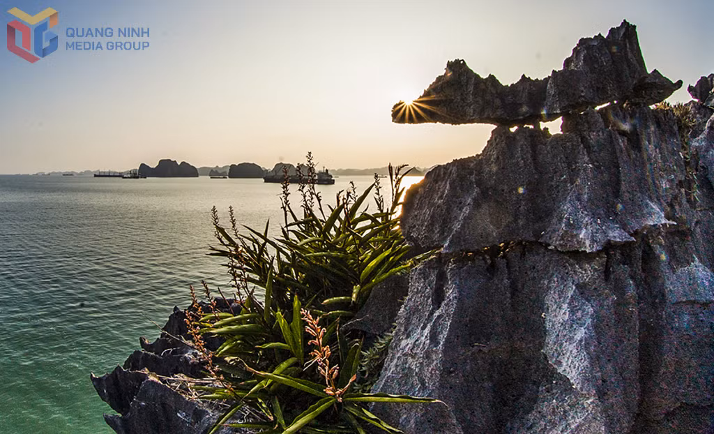Hoa, đá và nước hòa quyện, tạo nên bản giao hưởng thiên nhiên đặc trưng của vịnh Hạ Long.