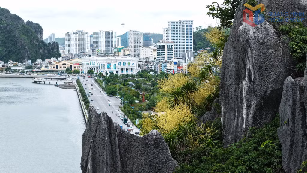Từ trên cao nhìn xuống, những bụi hoa bám chặt vào vách đá, mềm mại mà kiên cường, tạo nên cuộc gặp gỡ đầy thi vị giữa vẻ đẹp nguyên sơ của di sản với nhịp sống hiện đại bên bờ vịnh.