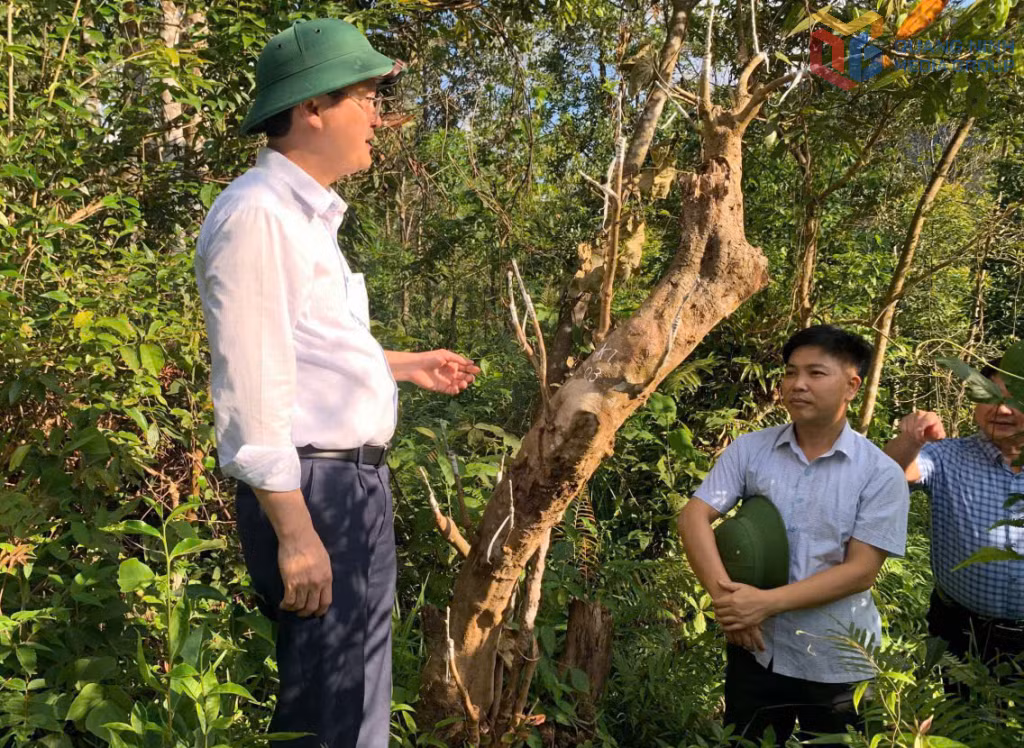 Lãnh đạo xã Hoành Mô kiểm tra một mô hình phát triển kinh tế vườn rừng.
