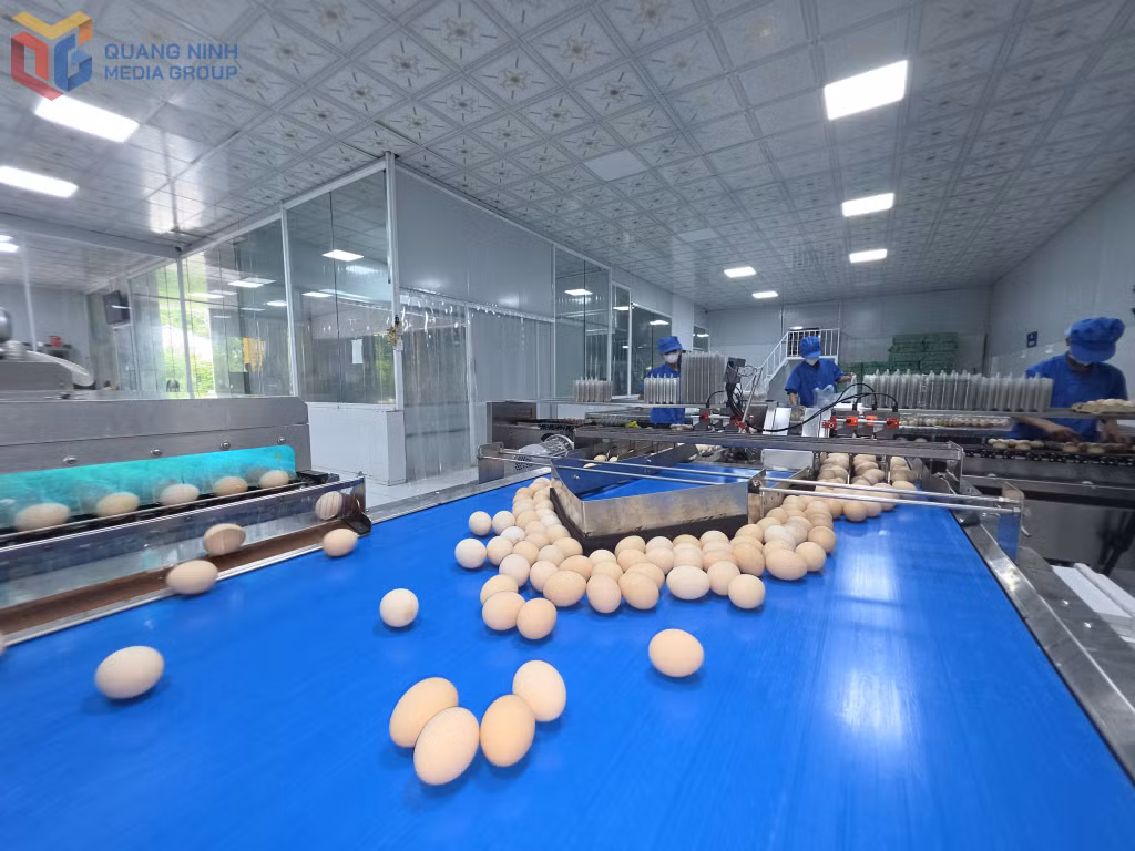 Dây chuyền sơ, lọc trứng gà Tân An tự động của Công ty TNHH sản xuất thương mại thực phẩm Tân An.