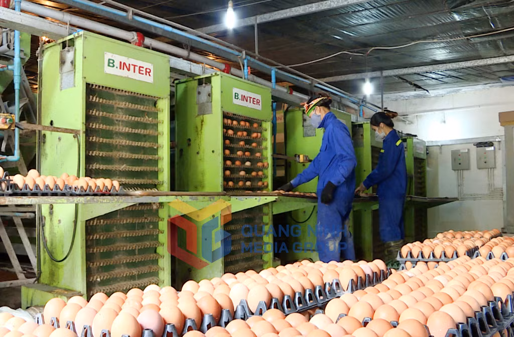 Kiểm tra sản phẩm trứng gà tại Công ty CP Khai thác khoáng sản Thiên Thuận Tường (8-2023). Ảnh: Nguyễn Hoa