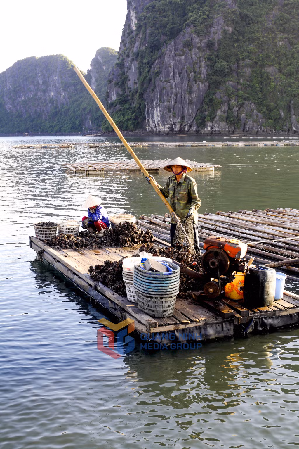 Thu hoạch hầu. Ảnh: Dương Phượng Đại