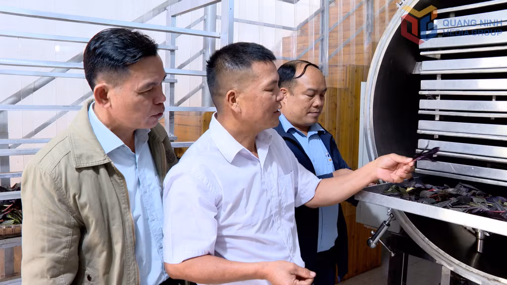 Sau khi đạt OCOP 5 sao, ông Nịnh Văn Trắng (giữa) đang ấp ủ ra mắt thêm sản phẩm mới từ cây trà Hoa vàng.