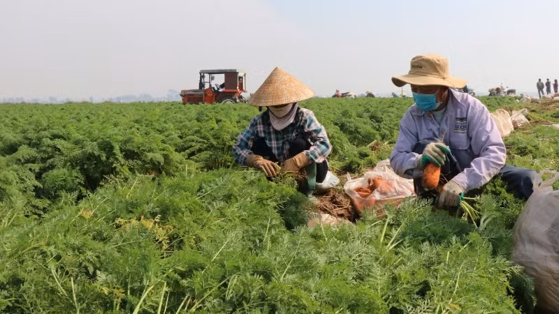 Thu hoạch cà rốt ở xã Cao Đức (tỉnh Bắc Ninh).