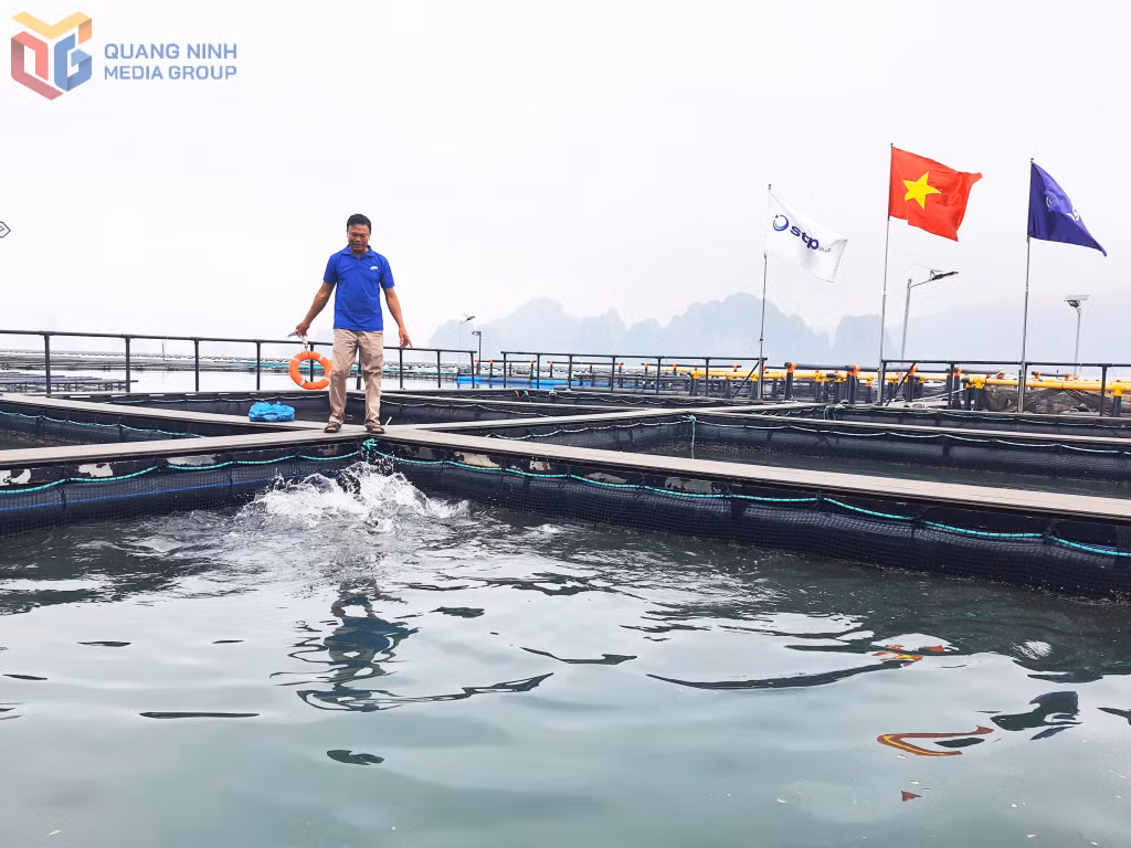 Hệ thống lồng, bè NTTS của HTX NTTS Phất Cờ.