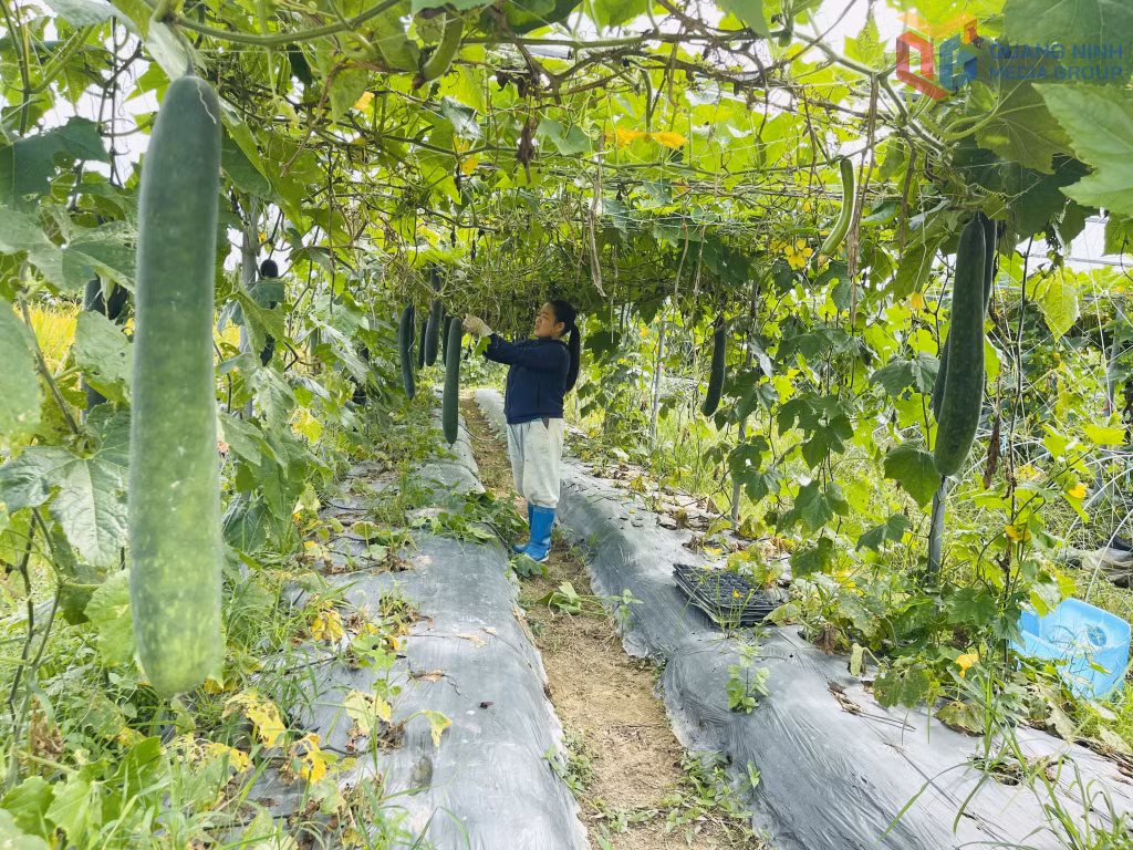 Mô hình trồng bí xanh của chị Từ Thị Cúc, thôn Nà Bấc mang lại hiệu quả kinh tế cao.