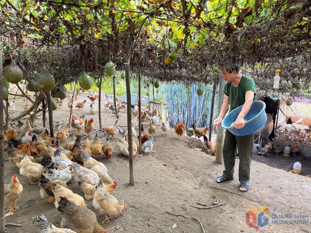 Ông Nguyễn Tiến Ước, thôn Đồng Đạm, xã Đông Ngũ cho gà ăn thức ăn hữu cơ phối trộn thảo dược.