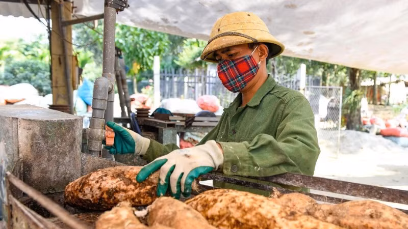 Người dân xã Ngọc Lặc, tỉnh Thanh Hóa chế biến sắn. (Ảnh: BÌNH MINH)