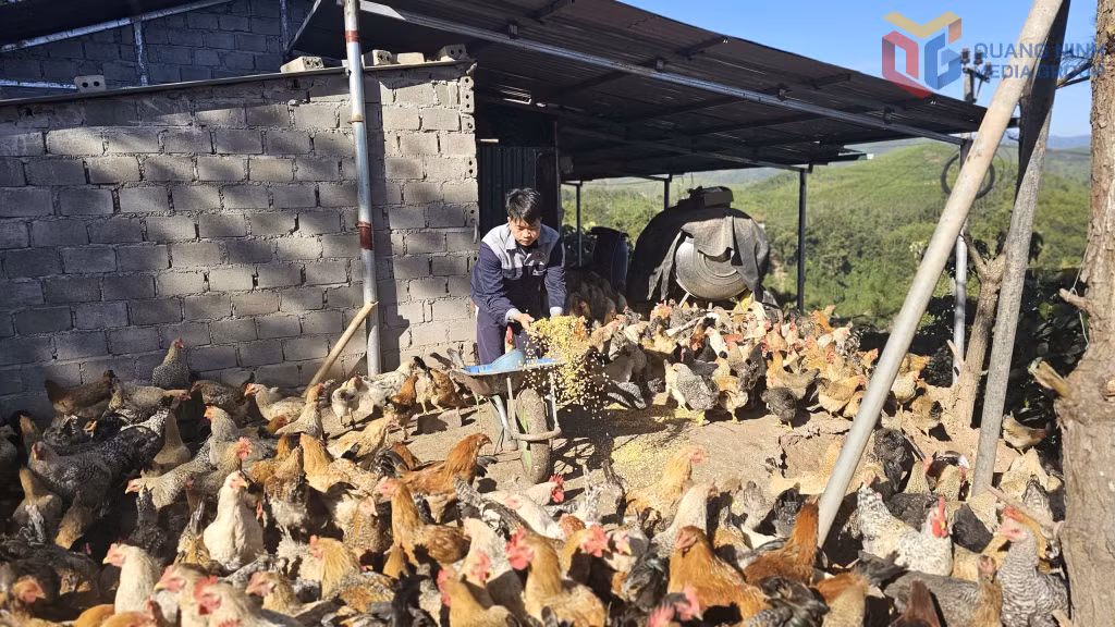 Mô hình nuôi gà Tiên Yên của gia đình anh Chỏng Cắm Đạt (thôn Khe Mươi, xã Tiên Yên).