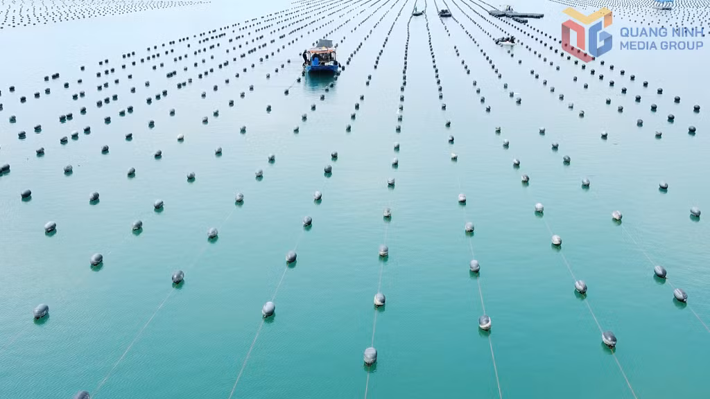 Tỉnh Quảng Ninh đã quy hoạch 45.000 ha mặt nước để phát triển nuôi trồng thuỷ sản.