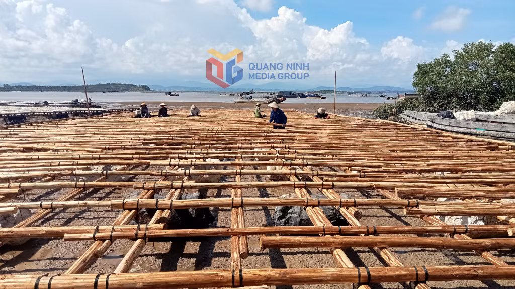 Người dân phường Móng Cái 1 đóng giàn nuôi thuỷ sản trên biển
