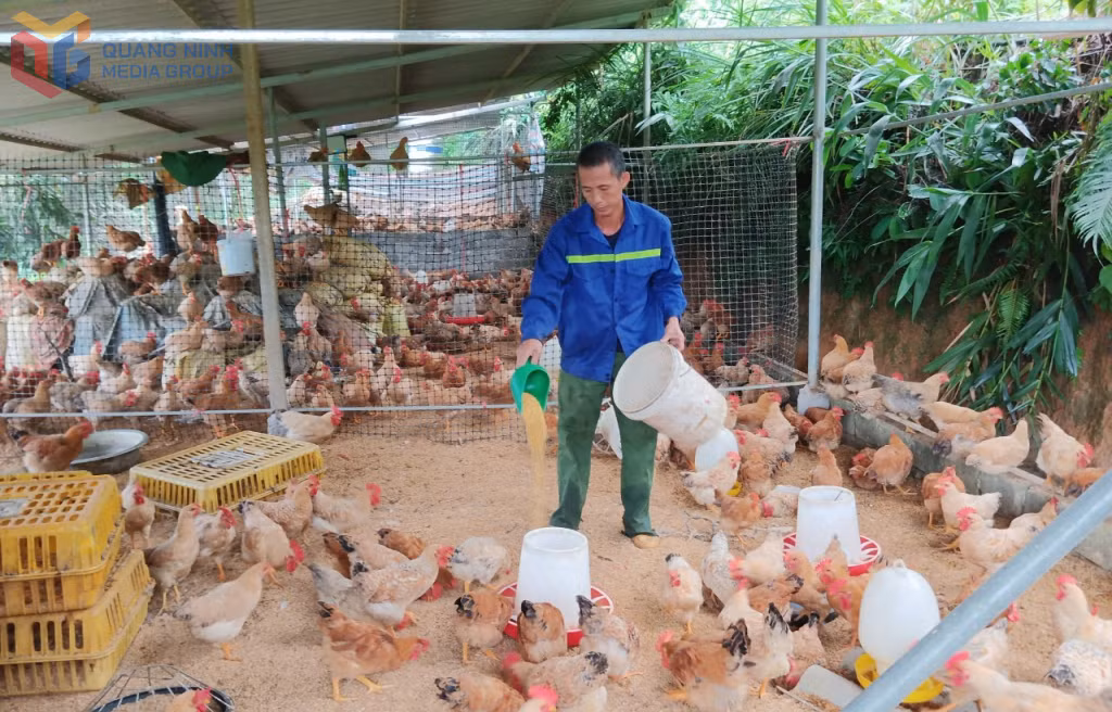 Mô hình nuôi gà kết hợp trồng cây ăn quả có múi cho thu nhập kinh kế cao của anh Trần Văn Thoòng, xã Bình Liêu.