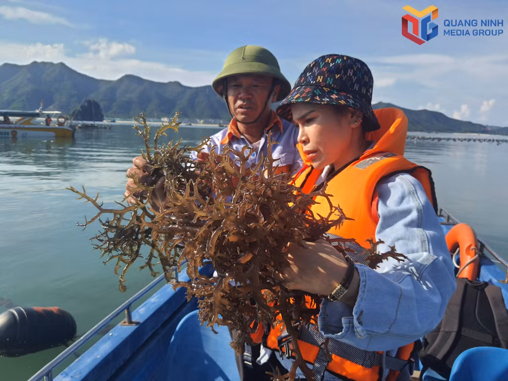 Người dân đặc khu Vân Đồn nuôi trồng dong sụn trên biển.