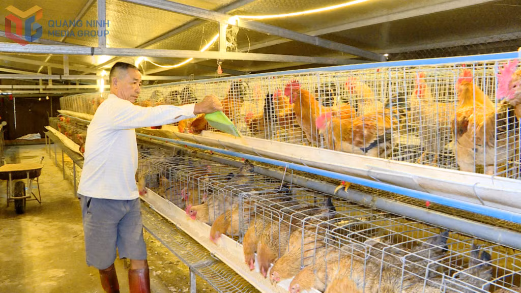 Sản phẩm gà bản địa Đầm Hà 2 lần được công nhận sản phẩm tiêu biểu của tỉnh Quảng Ninh.
