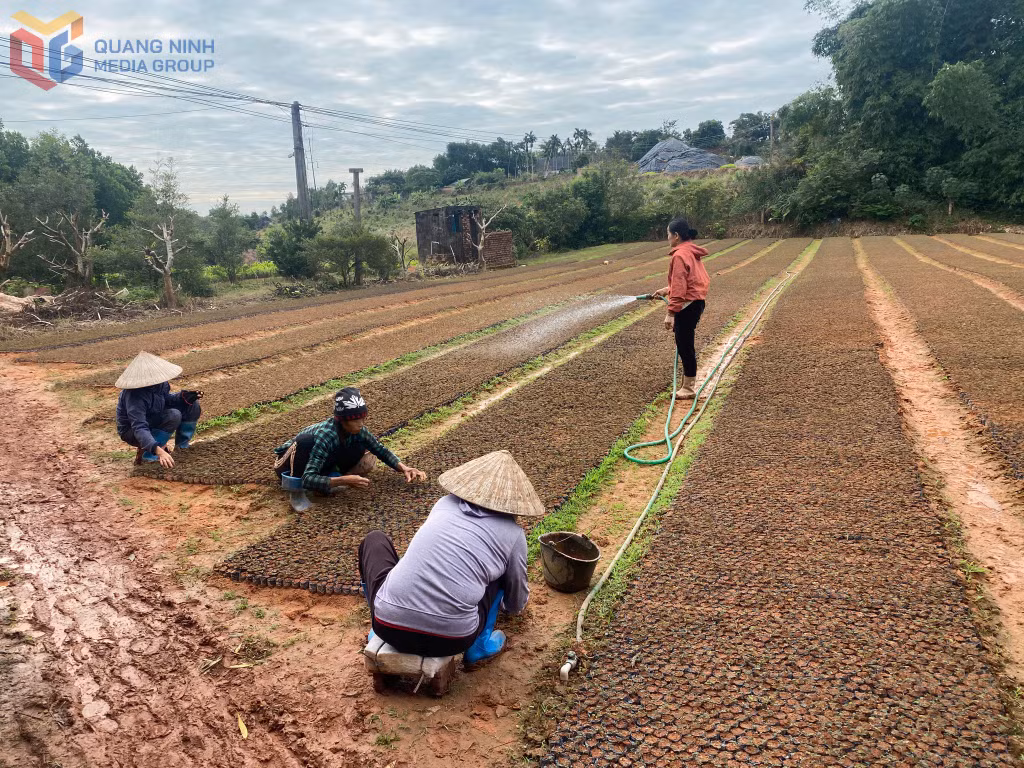 Vườn ươm keo giống của chị Sâm đã tạo thêm nhiều việc làm cho phụ nữ khó khăn.