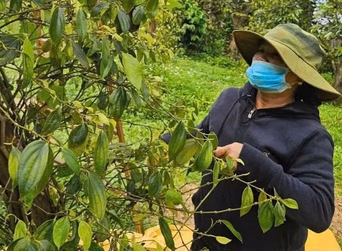 Sản lượng hồ tiêu Việt Nam được dự báo tăng trong thời gian tới do nhiều nông dân đầu tư trồng mới, tăng chăm sóc - Ảnh: N.TRÍ