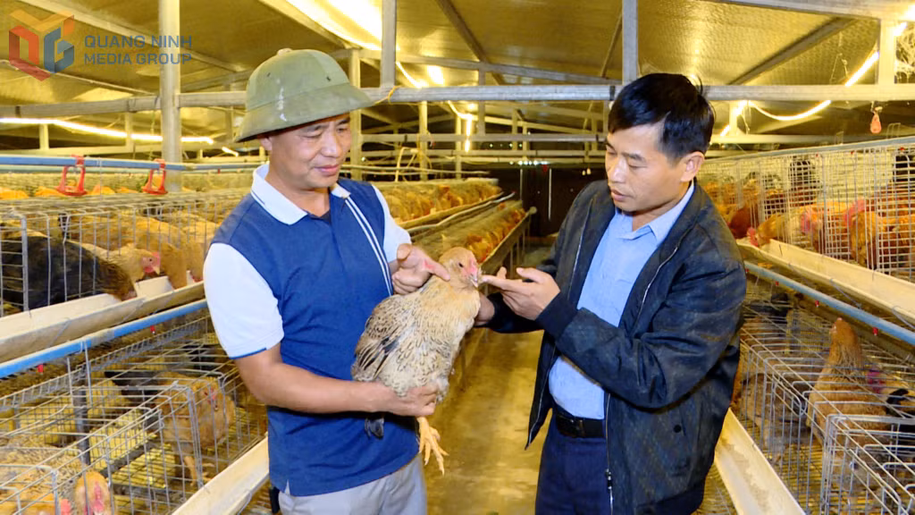 HTX sản xuất kinh doanh nông nghiệp Tuyền Huyền đảm bảo hiệu quả hoạt động liên kết, cung cấp giống và bao tiêu sản phẩm.