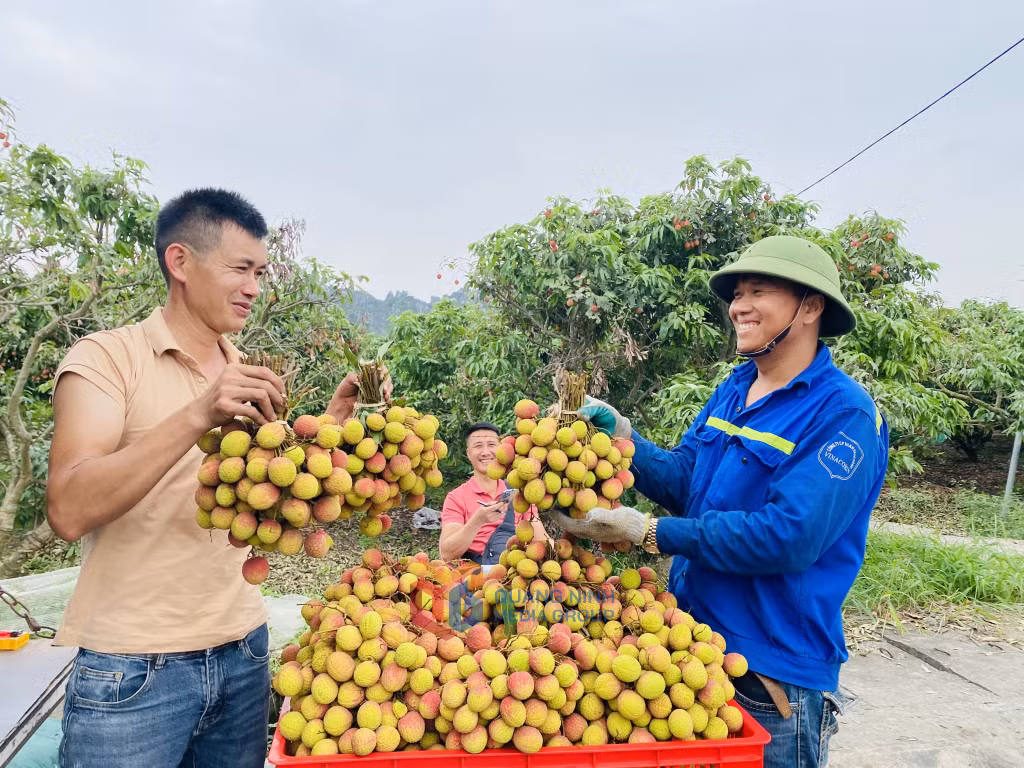 Diện tích trồng vải chín sớm ở Đông Triều, Uông Bí được nông dân áp dụng quy trình Vietgap canh tác. Ảnh: Hải Hà
