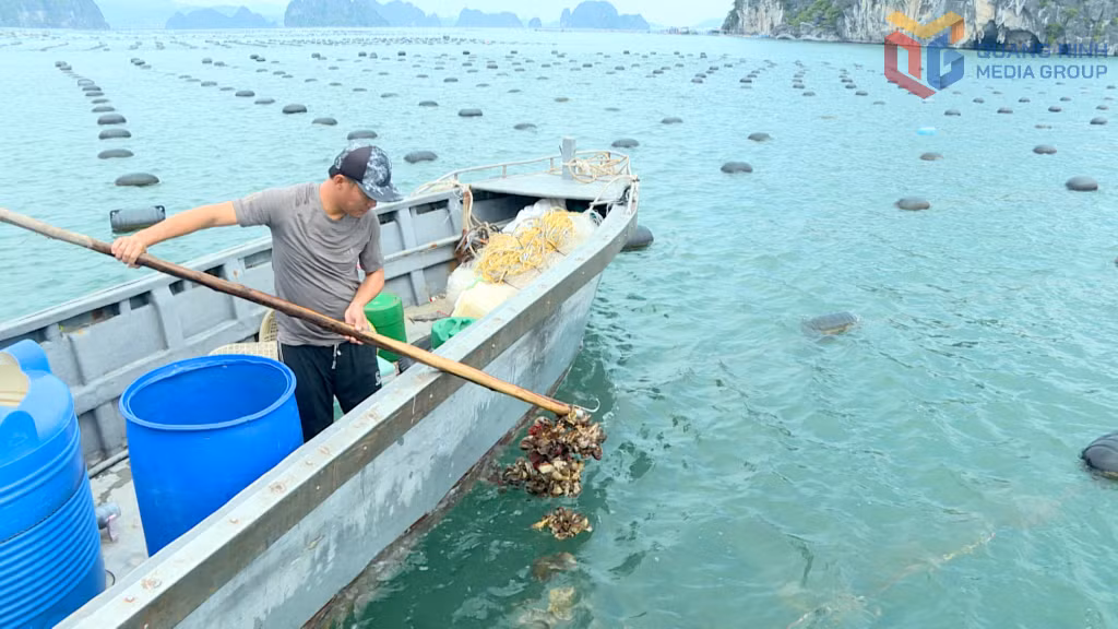 Anh Phạm Văn Sơn – Giám đốc Hợp tác xã Đại Lộc kiểm tra chất lượng hàu nuôi tại Đặc khu Vân Đồn.