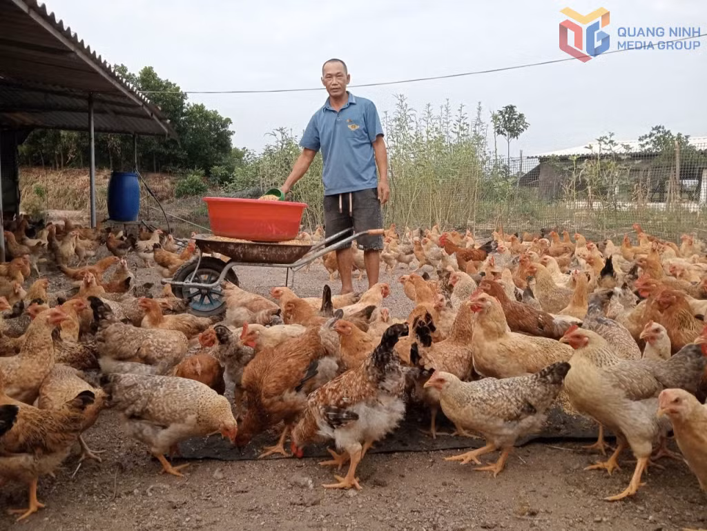 Người dân xã Đông Ngũ làm giàu từ mô hình nuôi gà thương phẩm Tiên Yên.