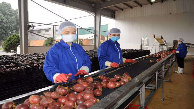 Chanh leo Việt Nam hiện đang được đẩy mạnh chế biến sâu để xuất khẩu sang Mỹ và EU.