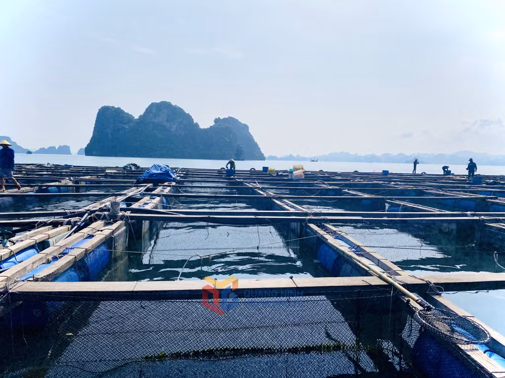 Các hộ dân nuôi cá lồng bè tại khu vực đảo Ông Cụ, phường Cẩm Đông, TP Cẩm Phả.