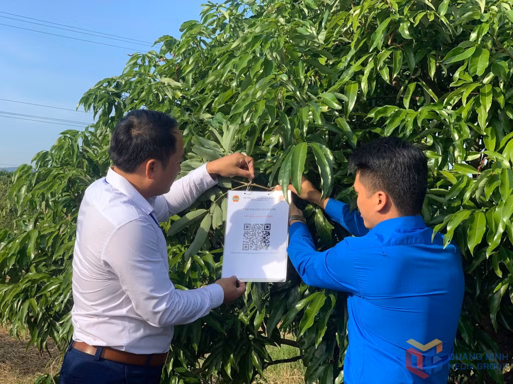 Thành Đoàn Uông Bí triển khai sáng kiến hỗ trợ người dân xây dựng mã QR tại vùng trồng vải chín sớm Phương Nam.