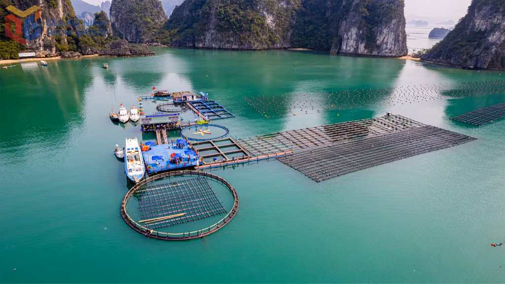 Nuôi biển Vân Đồn còn nhiều tiềm năng để phát triển. Ảnh: Chi hội Nuôi biển Vân Đồn cung cấp