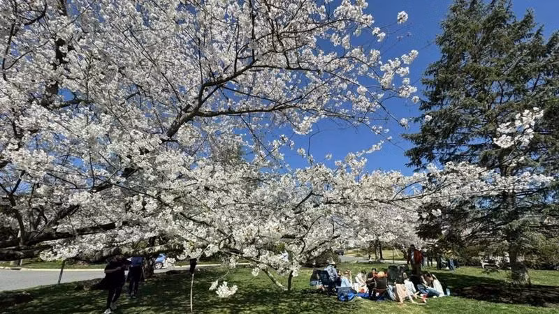 Làng hoa anh đào Kenwood ở thủ đô Washington D.C. thu hút đông đảo khách du lịch trên thế giới đến thưởng ngoạn. (Ảnh: TTXVN)
