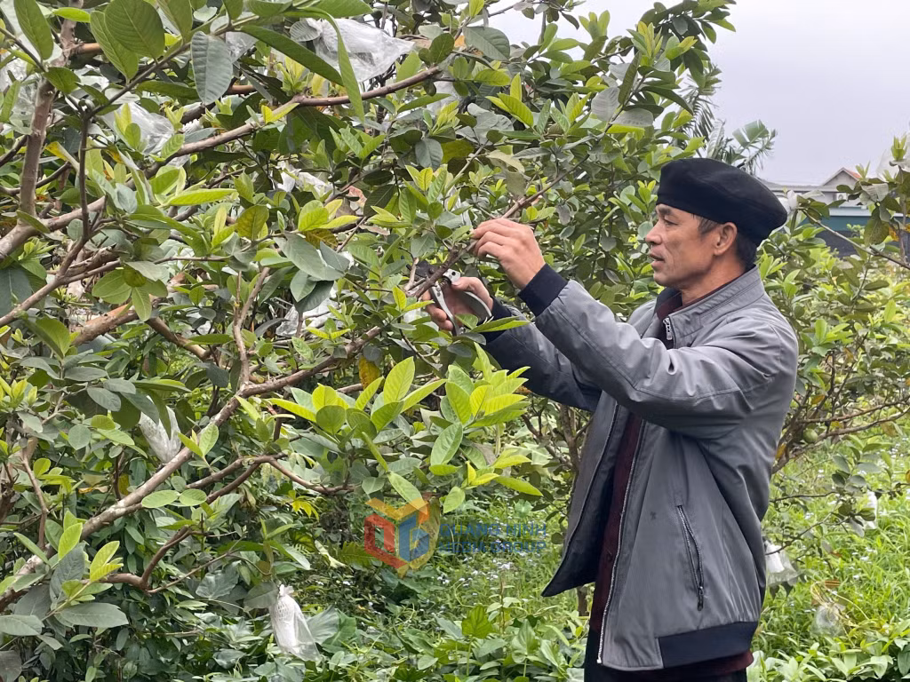 Ông Ân Văn Kim (xã Sơn Dương, TP Hạ Long) chăm sóc cho vườn ổi của gia đình.