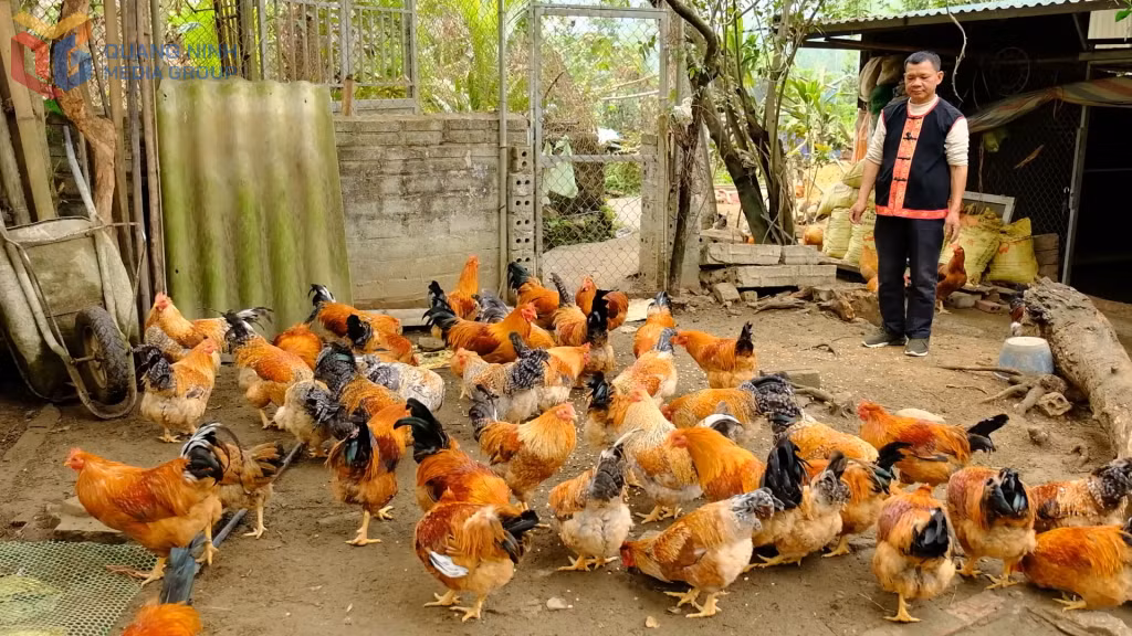 Anh Hoàng Văn Hưng, thôn Tân Tiến, xã Đồn Đạc, mạnh dạn đầu tư mô hình nuôi gà dược liệu.