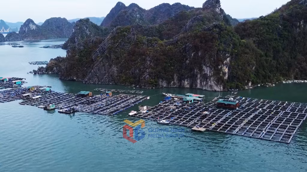 Tỉnh Quảng Ninh có tiềm năng lớn để phát triển nuôi trồng thủy sản.