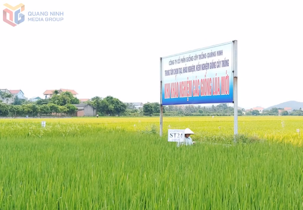 Khu vực trồng thử nghiệm các giống lúa của Công ty CP Giống cây trồng Quảng Ninh.
