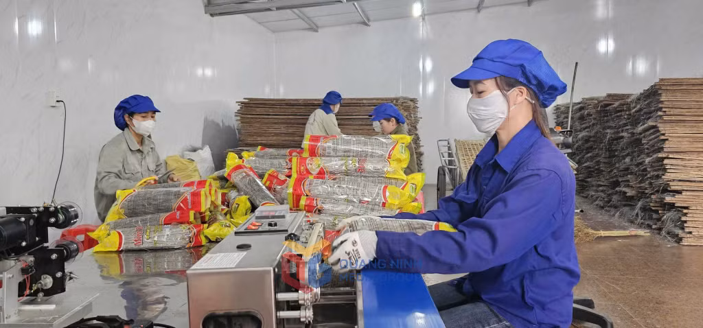 Mô hình làm miến dong của Công ty CP Thương mại và Dịch vụ Bình Liêu tại xã Đồng Tâm, huyện Bình Liêu, mang lại việc làm cho hàng chục lao động địa phương.