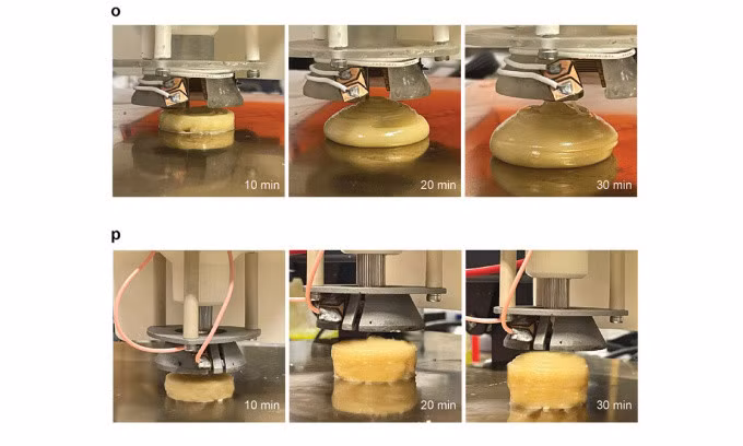 Quy trình in 3D bột từ tinh bột mà không xử lý nhiệt trong 30 phút (trên) và quy trình in 3D bột có xử lý LIG trong 30 phút. Ảnh: Advanced Materials