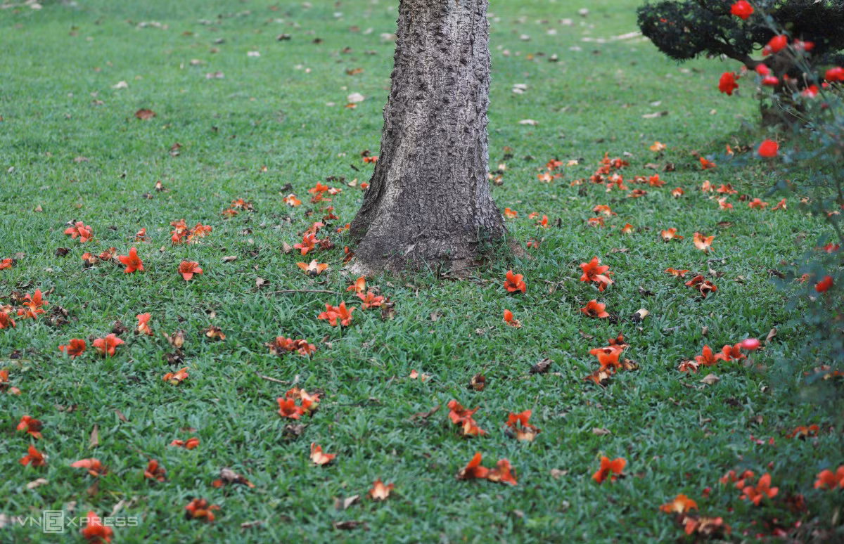 Mùa hoa gạo bên dòng sông Hương ảnh 5