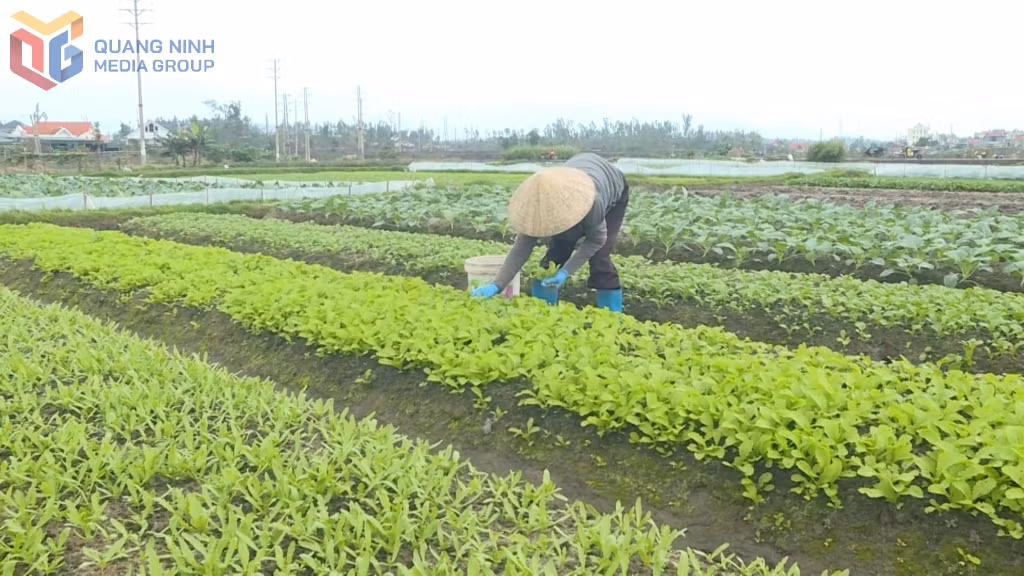 Rau màu có hệ số quay vòng đất nhanh từ 30 đến 45 ngày/lứa tùy loại rau tại TX Quảng Yên.