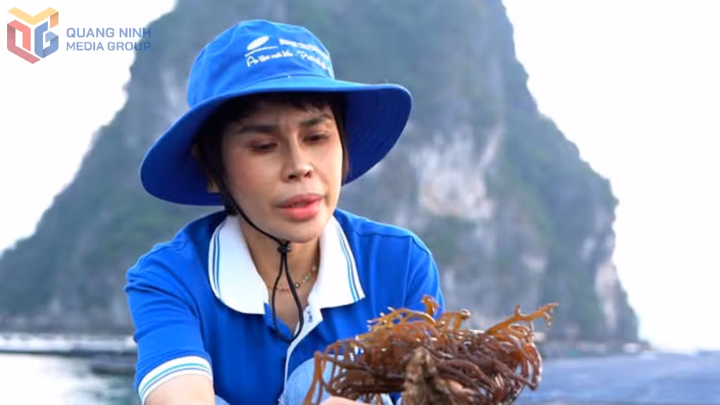 Bà Nguyễn Thị Hải Bình, Trưởng Ban học tập Chi hội Nuôi biển Vân Đồn, kiểm tra rong sụn chuẩn bị cho thu hoạch. (Ảnh: Chi hội Nuôi biển Vân Đồn cung cấp)