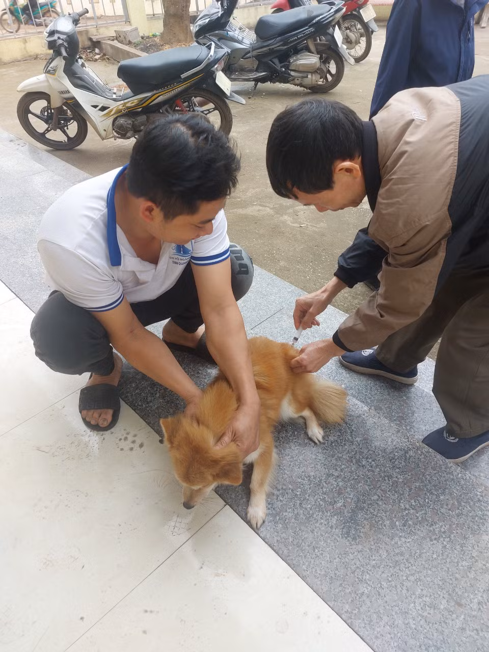 Người dân đưa chó, mèo nuôi đi tiêm phòng bệnh dại.